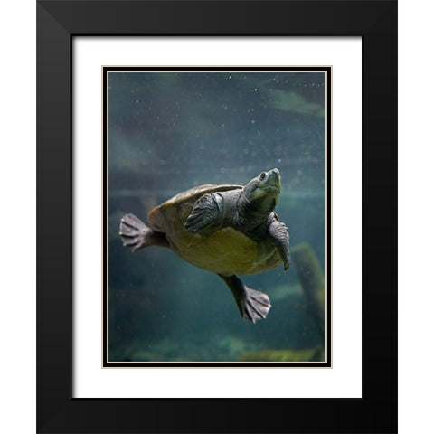 Malaysian pond turtle Black Modern Wood Framed Art Print with Double Matting by Fitzharris, Tim