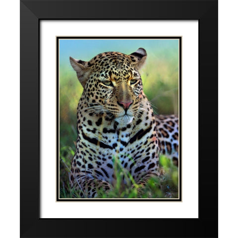 Leopard-Masai Mara Reserve-Kenya Black Modern Wood Framed Art Print with Double Matting by Fitzharris, Tim