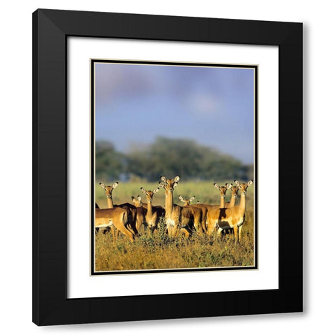 Impala herd-Amboseli National Park-Kenya Black Modern Wood Framed Art Print with Double Matting by Fitzharris, Tim