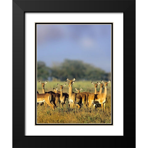 Impala herd-Amboseli National Park-Kenya Black Modern Wood Framed Art Print with Double Matting by Fitzharris, Tim