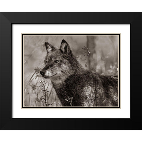 Gray wolf Sepia Black Modern Wood Framed Art Print with Double Matting by Fitzharris, Tim