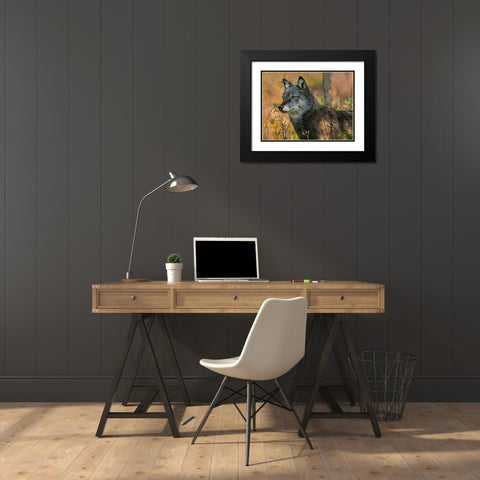 Gray wolf Black Modern Wood Framed Art Print with Double Matting by Fitzharris, Tim