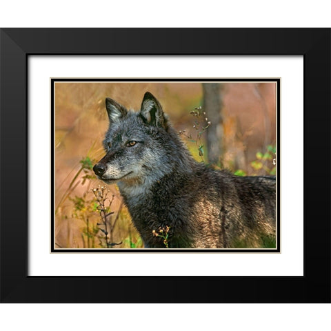 Gray wolf Black Modern Wood Framed Art Print with Double Matting by Fitzharris, Tim