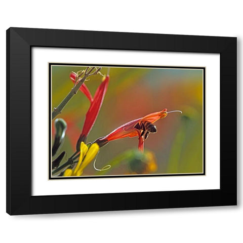 Honey Bee in chuparosa Black Modern Wood Framed Art Print with Double Matting by Fitzharris, Tim