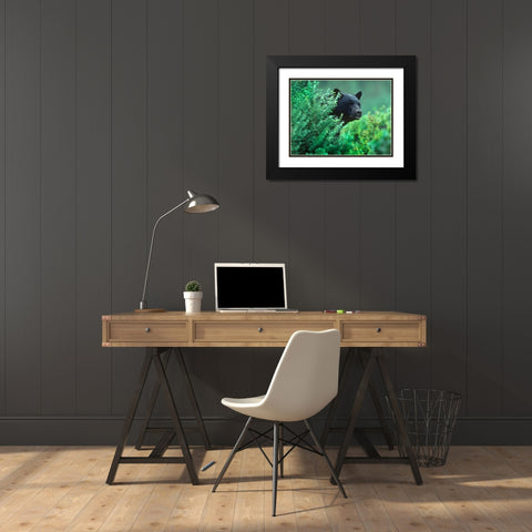 Black bear in underbrush Black Modern Wood Framed Art Print with Double Matting by Fitzharris, Tim