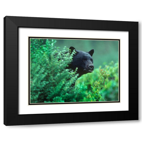 Black bear in underbrush Black Modern Wood Framed Art Print with Double Matting by Fitzharris, Tim