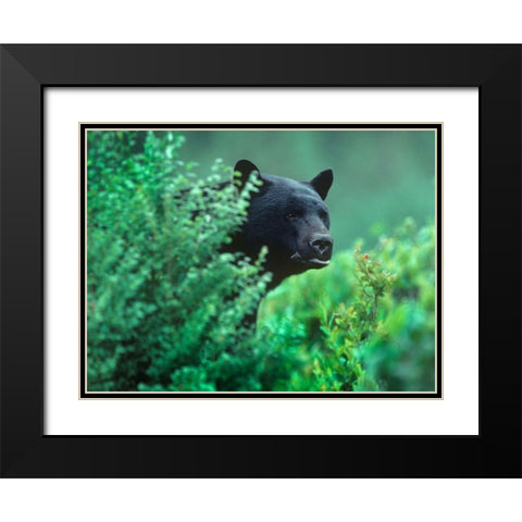 Black bear in underbrush Black Modern Wood Framed Art Print with Double Matting by Fitzharris, Tim