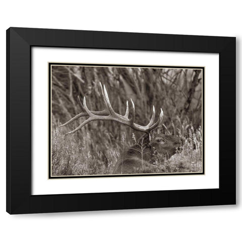 Bull elk-Colorado Sepia Black Modern Wood Framed Art Print with Double Matting by Fitzharris, Tim