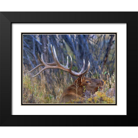 Bull elk-Colorado Black Modern Wood Framed Art Print with Double Matting by Fitzharris, Tim