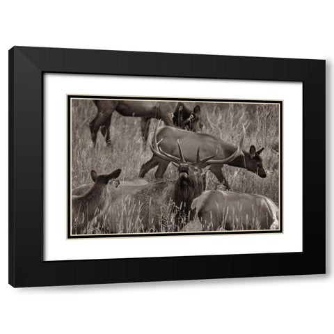 Bull elk bugling with harem-Colorado Sepia Black Modern Wood Framed Art Print with Double Matting by Fitzharris, Tim