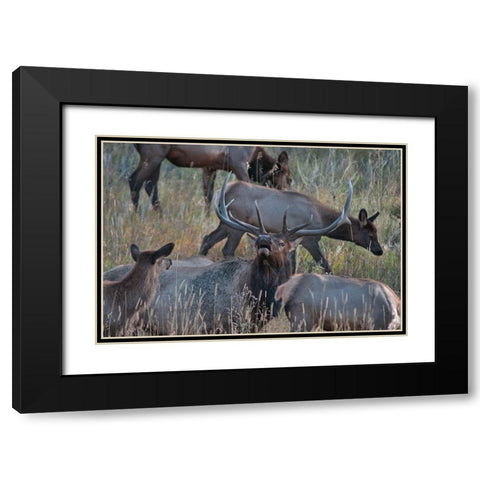 Bull elk bugling with harem-Colorado Black Modern Wood Framed Art Print with Double Matting by Fitzharris, Tim