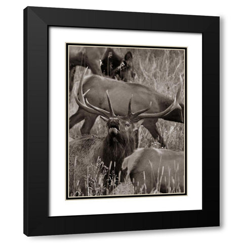 Bull elk bugling with harem-Colorado Sepia Black Modern Wood Framed Art Print with Double Matting by Fitzharris, Tim