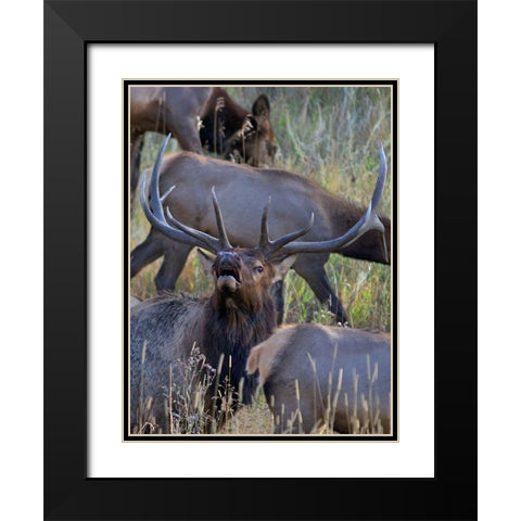 Bull elk bugling with harem-Colorado Black Modern Wood Framed Art Print with Double Matting by Fitzharris, Tim