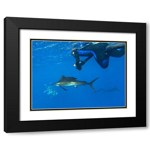 Sailfish-diver and sardines-Isla Mujeres-Mexico Black Modern Wood Framed Art Print with Double Matting by Fitzharris, Tim