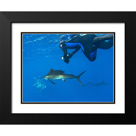 Sailfish-diver and sardines-Isla Mujeres-Mexico Black Modern Wood Framed Art Print with Double Matting by Fitzharris, Tim