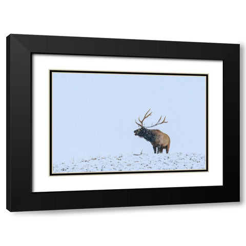 Bugling Elk-Yellowstone National Park-Wyoming Black Modern Wood Framed Art Print with Double Matting by Fitzharris, Tim