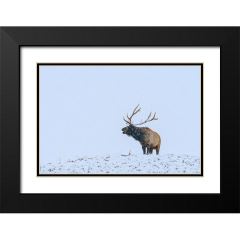 Bugling Elk-Yellowstone National Park-Wyoming Black Modern Wood Framed Art Print with Double Matting by Fitzharris, Tim