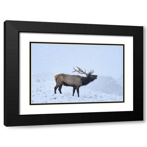 Bugling Elk-Yellowstone National Park-Wyoming Black Modern Wood Framed Art Print with Double Matting by Fitzharris, Tim
