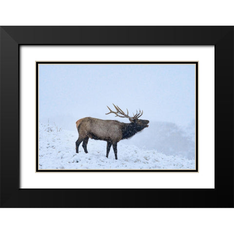 Bugling Elk-Yellowstone National Park-Wyoming Black Modern Wood Framed Art Print with Double Matting by Fitzharris, Tim