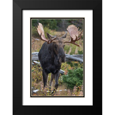 Bull moose-Glacier National Park-Montana, Black Modern Wood Framed Art Print with Double Matting by Fitzharris, Tim