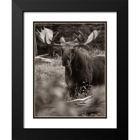 Bull moose-Glacier National Park-Montana, Black Modern Wood Framed Art Print with Double Matting by Fitzharris, Tim