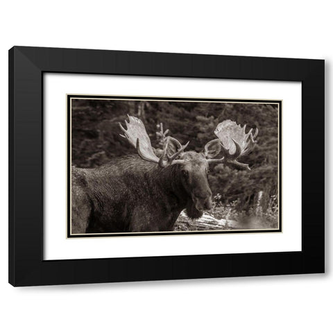 Bull moose-Rocky Mountains Glacier National Park-Montana Black Modern Wood Framed Art Print with Double Matting by Fitzharris, Tim