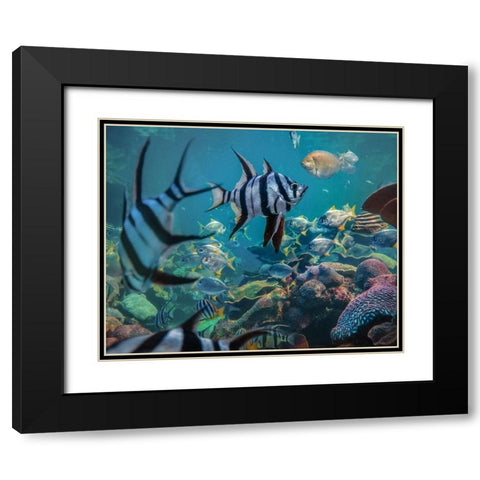 Angel fish and fusiliers-Perth Aquarium-Australia Black Modern Wood Framed Art Print with Double Matting by Fitzharris, Tim