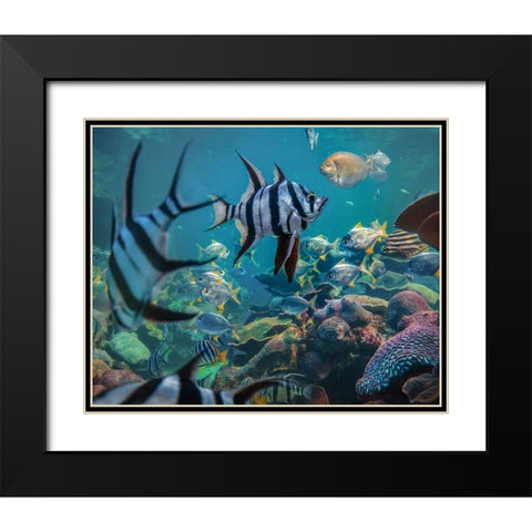 Angel fish and fusiliers-Perth Aquarium-Australia Black Modern Wood Framed Art Print with Double Matting by Fitzharris, Tim