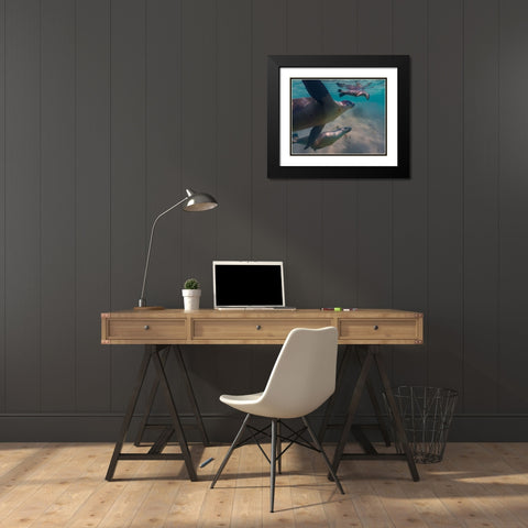 Australian sea lion-Jurien Bay-Australia Black Modern Wood Framed Art Print with Double Matting by Fitzharris, Tim