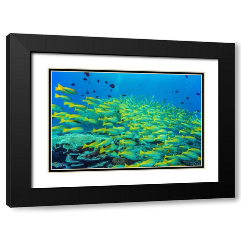 Yellow snapper school-Miniloc Island-Palawan-Philippines Black Modern Wood Framed Art Print with Double Matting by Fitzharris, Tim