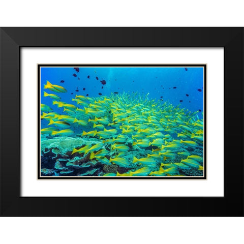 Yellow snapper school-Miniloc Island-Palawan-Philippines Black Modern Wood Framed Art Print with Double Matting by Fitzharris, Tim