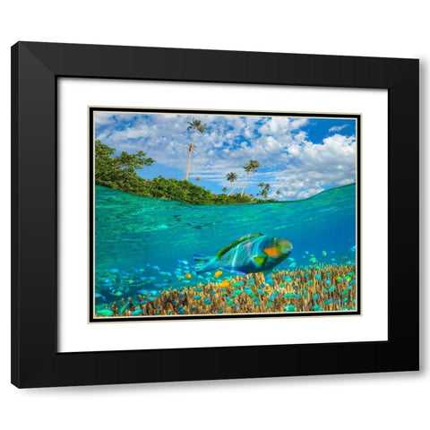 Blue chromis and coral at palm tree Bukai Beach-Palawan-Philippines Black Modern Wood Framed Art Print with Double Matting by Fitzharris, Tim