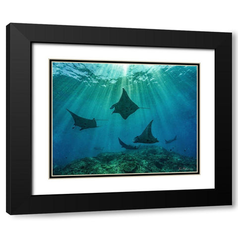 Reef manta rays-Penida Island-Indonesia Black Modern Wood Framed Art Print with Double Matting by Fitzharris, Tim