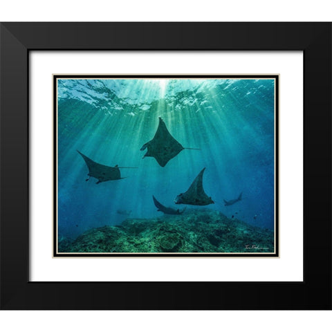 Reef manta rays-Penida Island-Indonesia Black Modern Wood Framed Art Print with Double Matting by Fitzharris, Tim