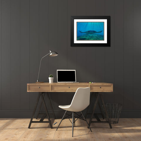 Reef manta rays-Penida Island-Indonesia Black Modern Wood Framed Art Print with Double Matting by Fitzharris, Tim