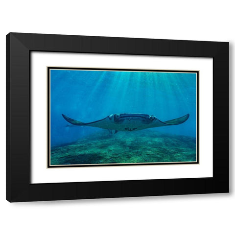 Reef manta rays-Penida Island-Indonesia Black Modern Wood Framed Art Print with Double Matting by Fitzharris, Tim