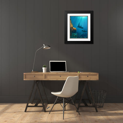 Reef manta rays and moon wrasse-Penida Island-Indonesia Black Modern Wood Framed Art Print with Double Matting by Fitzharris, Tim