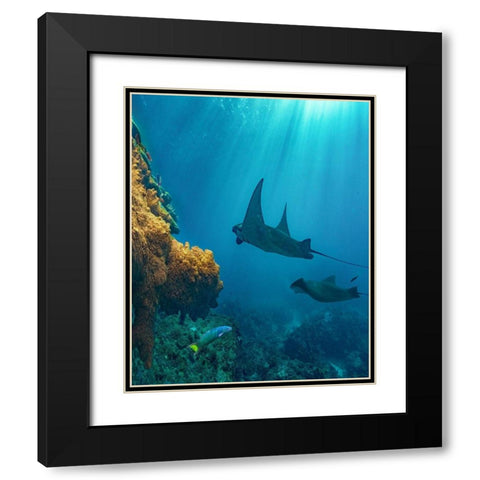 Reef manta rays and moon wrasse-Penida Island-Indonesia Black Modern Wood Framed Art Print with Double Matting by Fitzharris, Tim