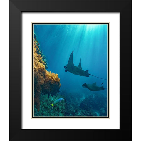Reef manta rays and moon wrasse-Penida Island-Indonesia Black Modern Wood Framed Art Print with Double Matting by Fitzharris, Tim
