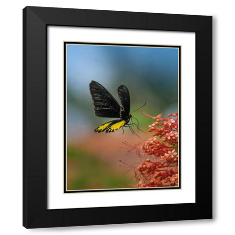 Birdwing butterfly Indonesia Black Modern Wood Framed Art Print with Double Matting by Fitzharris, Tim