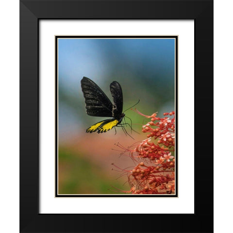 Birdwing butterfly Indonesia Black Modern Wood Framed Art Print with Double Matting by Fitzharris, Tim