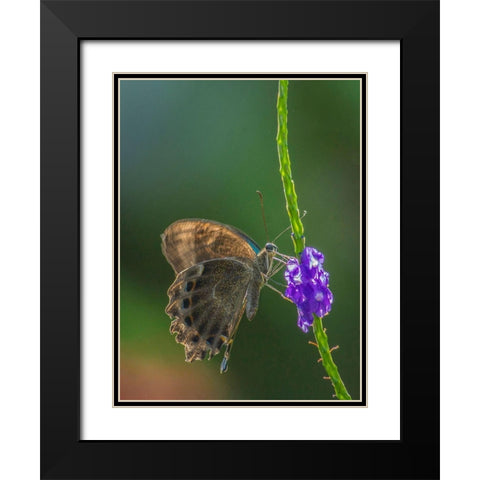 Grapium Agamemnon butterfly Black Modern Wood Framed Art Print with Double Matting by Fitzharris, Tim