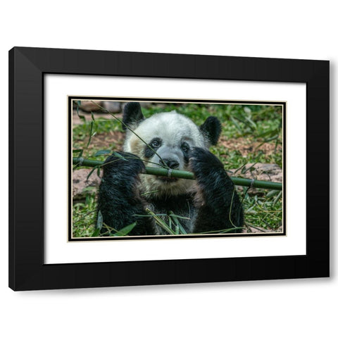 Panda eating bamboo Black Modern Wood Framed Art Print with Double Matting by Fitzharris, Tim