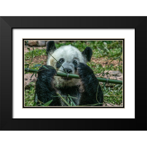 Panda eating bamboo Black Modern Wood Framed Art Print with Double Matting by Fitzharris, Tim