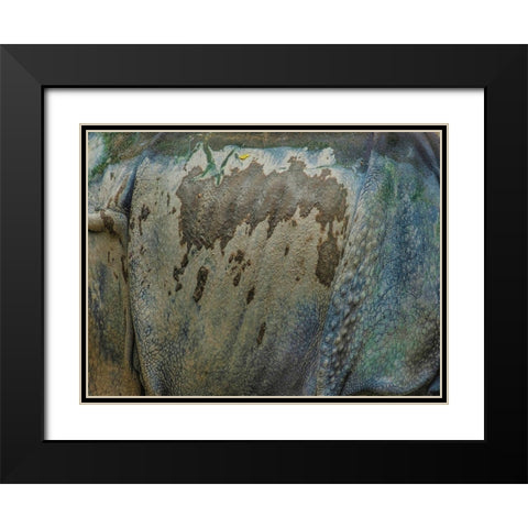 Living skin-Indian Rhino Black Modern Wood Framed Art Print with Double Matting by Fitzharris, Tim