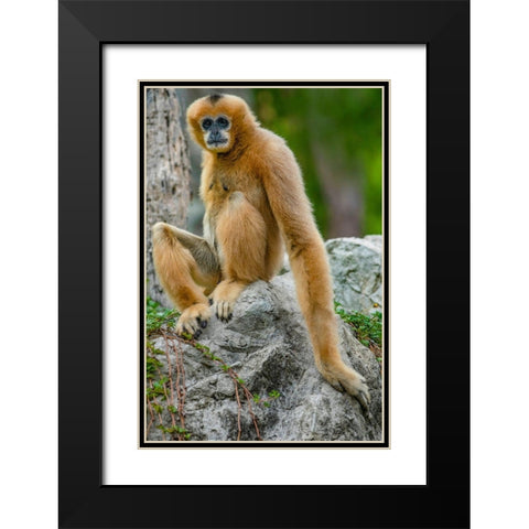 Black-crested Gibbon Black Modern Wood Framed Art Print with Double Matting by Fitzharris, Tim