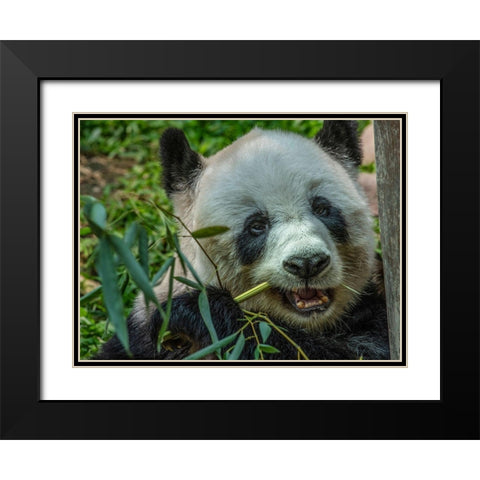 Panda eating bamboo Black Modern Wood Framed Art Print with Double Matting by Fitzharris, Tim