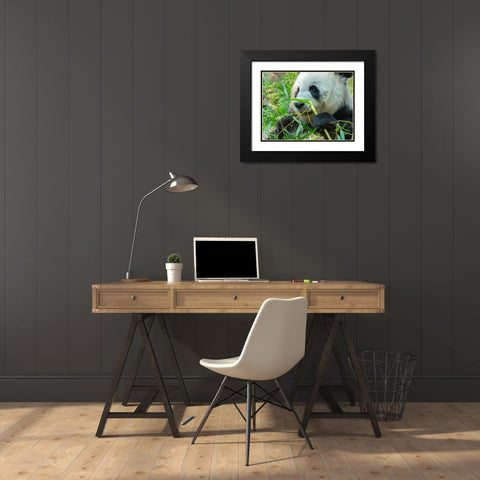 Panda eating bamboo Black Modern Wood Framed Art Print with Double Matting by Fitzharris, Tim