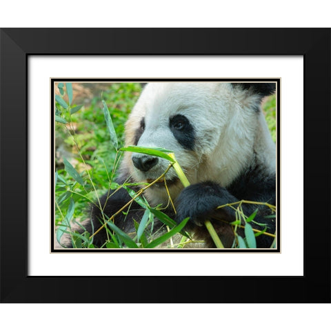 Panda eating bamboo Black Modern Wood Framed Art Print with Double Matting by Fitzharris, Tim