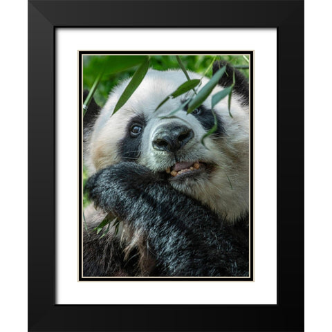 Panda eating bamboo Black Modern Wood Framed Art Print with Double Matting by Fitzharris, Tim